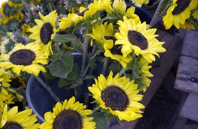 sunflowers