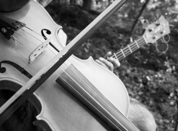 Violin
