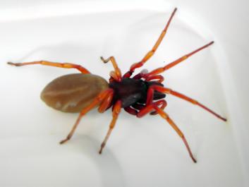 spider