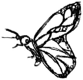 butterfly