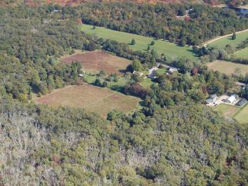 trees oak forest aerial