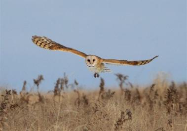 owl