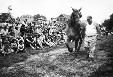 horse pulling