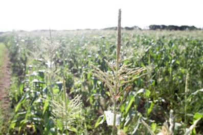 corn field