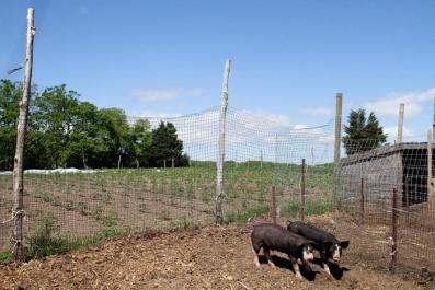 PIGS