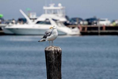 seagull