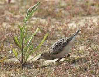 buff breasted sandpiper bird weed