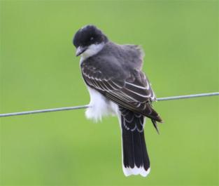 Kingbird