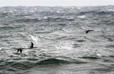red throated loons