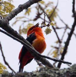 male scarlet tanager