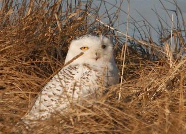snowy owl grass