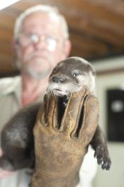 otter