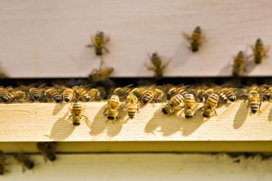 honeybees