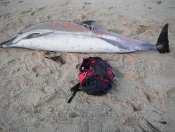 common dolphin