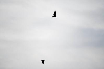 crows