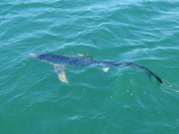 blue shark