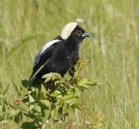 bobolink