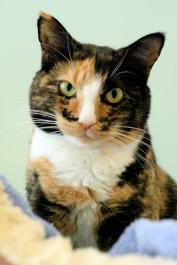 calico cat