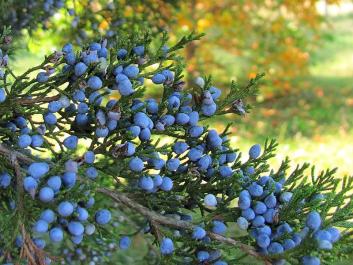 cedar berries