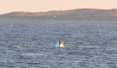 Right whale ocean