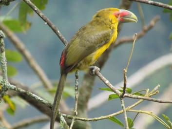 Saffron Toucanet