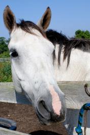 horse