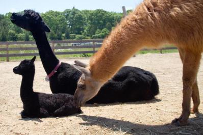 llama