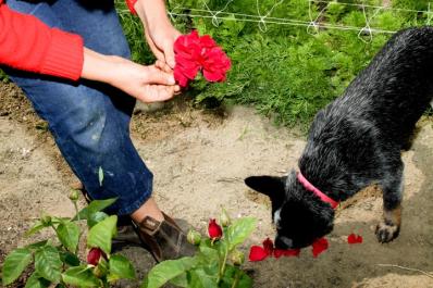 roses dog
