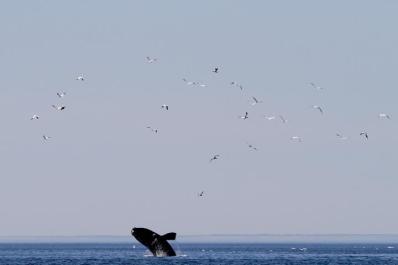 right whale