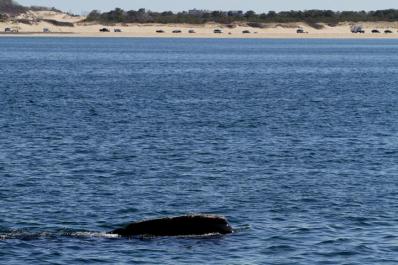 right whale