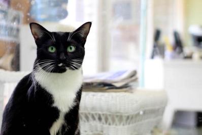 Annabelle cat