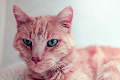 Eric the Red cat
