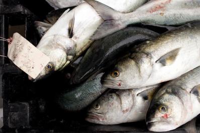 bluefish