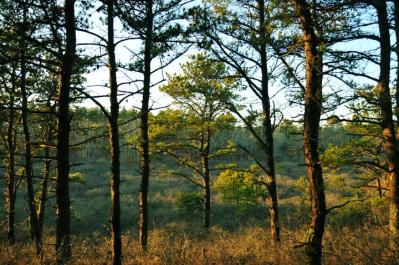woods