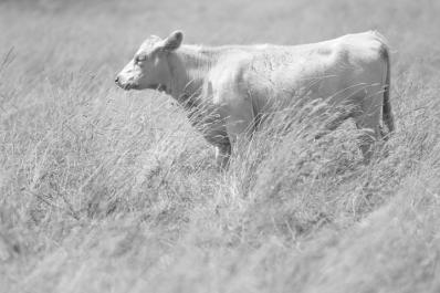 cow