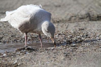 glaucous gull bird