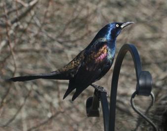 Grackle