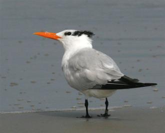 royal tern