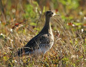 Upland Sandpiper