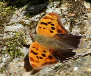 butterfly
