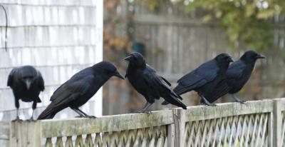 crows