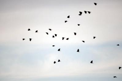 crows