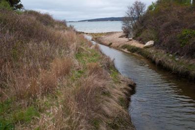 herring run