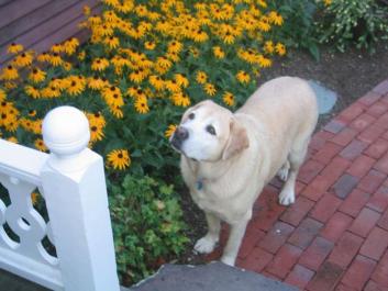 dog