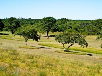 trees