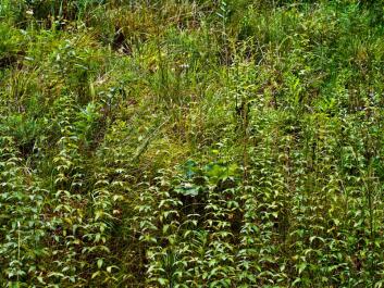 golden rod