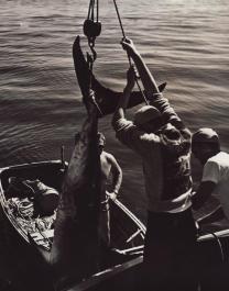 swordfishing