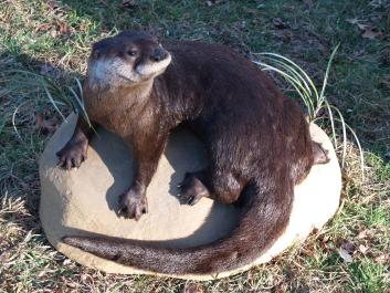 otter wakj