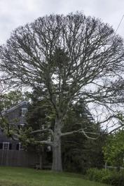 black oak