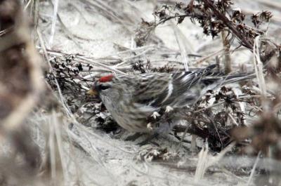 redpoll in snow